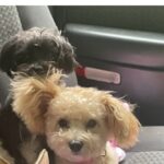 A picture of two dogs, one with blonde curly hair and one with black curly hair sitting in a car.