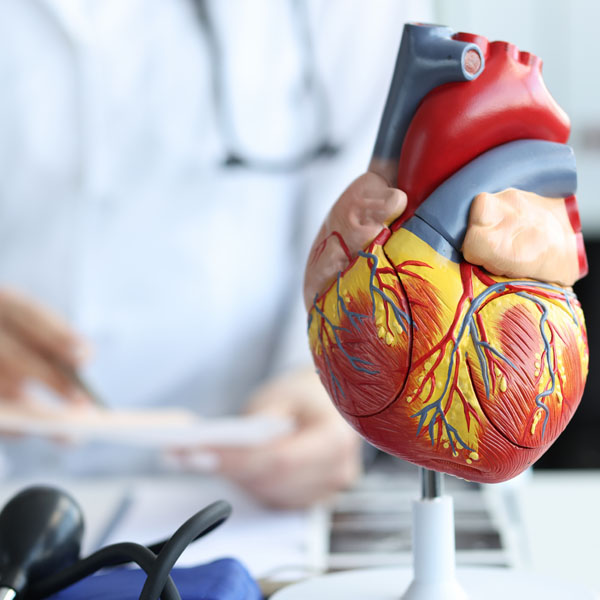 Anatomy and Physiology of the Cardiac System (Nurse and WC CA Approved) – 1.5 CE/Contact Hours