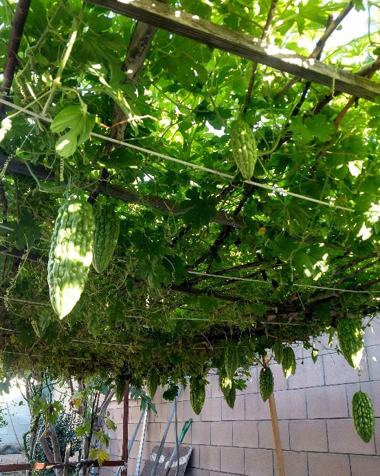 a trellis with bitter melons