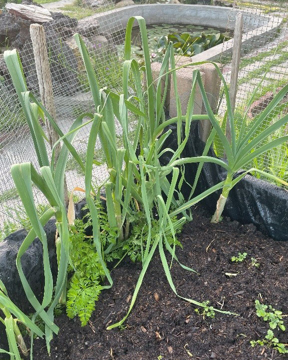 a garden bed with scallions and bok choy
